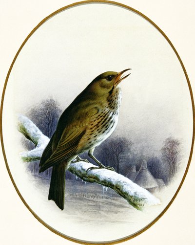 Song Thrush, 1884 by Harry Bright